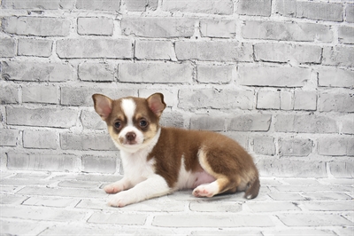 Chihuahua-DOG-Male-Chocolate and Tan-7242-Petland Monroeville, PA