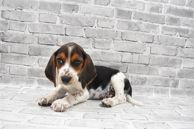 Beagle-DOG-Male-Black Tan and White-7243-Petland Monroeville, PA