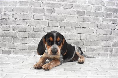 Beagle-DOG-Female-Black Tan and Blue Ticked-7244-Petland Monroeville, PA