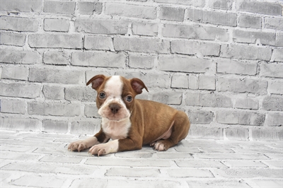 Boston Terrier-DOG-Male-Seal and White-7245-Petland Monroeville, PA