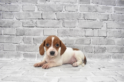 Dachshund-DOG-Male-Red-7246-Petland Monroeville, PA