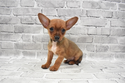 Chorkie-DOG-Male-Red-7249-Petland Monroeville, PA