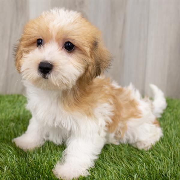 Shorkie-DOG-Female-Gold / White-7252-Petland Monroeville, PA