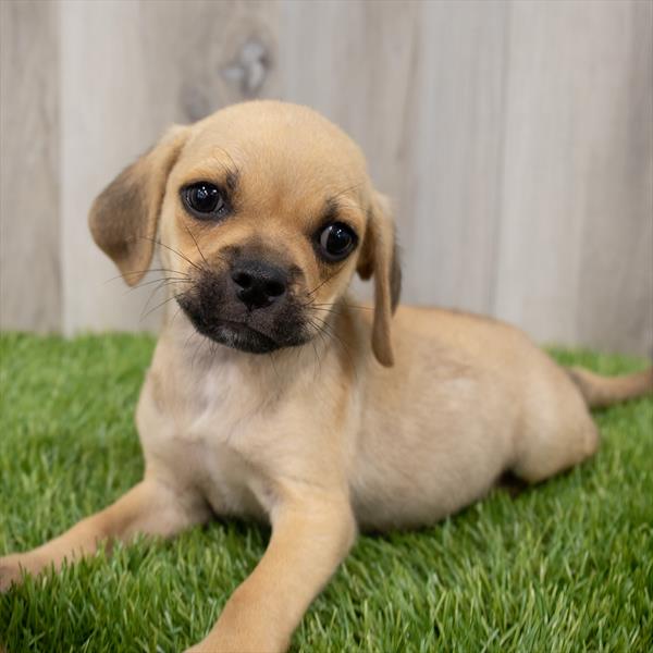 Puggle-DOG-Male-Fawn-7253-Petland Monroeville, PA