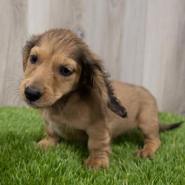 Dachshund-DOG-Male-Wild Boar-7254-Petland Monroeville, PA