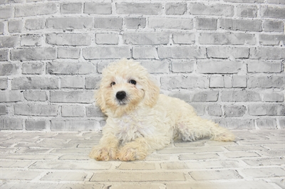 Schnoodle-DOG-Female-White-7265-Petland Monroeville, PA