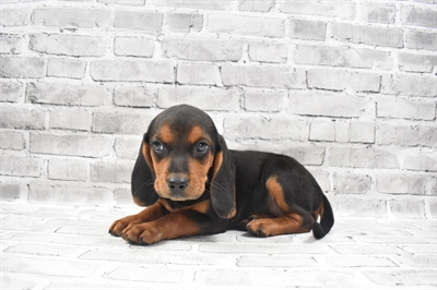 Beagle-DOG-Female-Black and Tan-7267-Petland Monroeville, PA