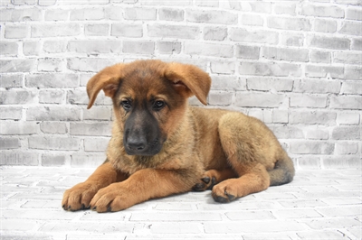 German Shepherd-DOG-Female-Sable-7268-Petland Monroeville, PA