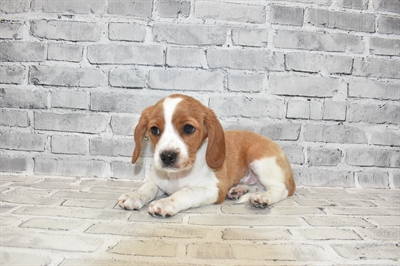 Beaglier-DOG-Male-Red and White-7271-Petland Monroeville, PA