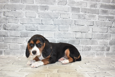 Beaglier-DOG-Female-Black White and Tan-7272-Petland Monroeville, PA