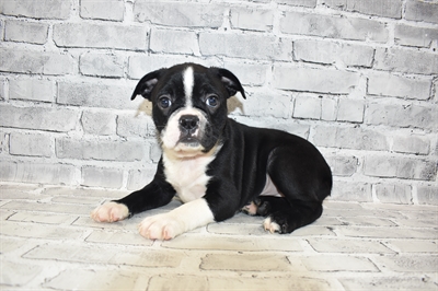 Boggle-DOG-Female-Black and White-7273-Petland Monroeville, PA