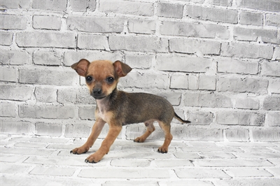 Chihuahua-DOG-Male-Red-7274-Petland Monroeville, PA