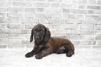 Golden Doxie-DOG-Male-Sable-7275-Petland Monroeville, PA