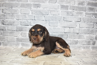 Australian Shepherd-DOG-Male-Liver and Tan-7276-Petland Monroeville, PA