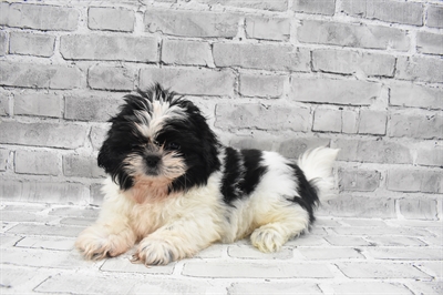 Shih Tzu-DOG-Male-Black and White-7277-Petland Monroeville, PA