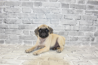 Pug-DOG-Male-Fawn-7278-Petland Monroeville, PA