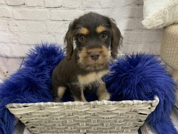 Schnocker-DOG-Male-Liver and Tan-7284-Petland Monroeville, PA