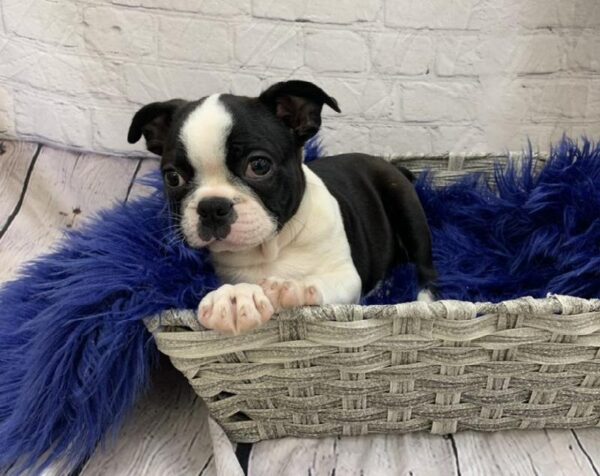 Boston Terrier-DOG-Male-Black and White-7279-Petland Monroeville, PA