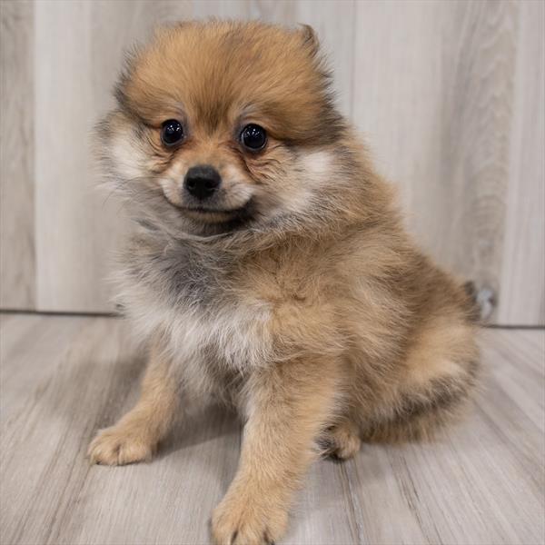 Pomeranian-DOG-Male-Orange Sable-7287-Petland Monroeville, PA