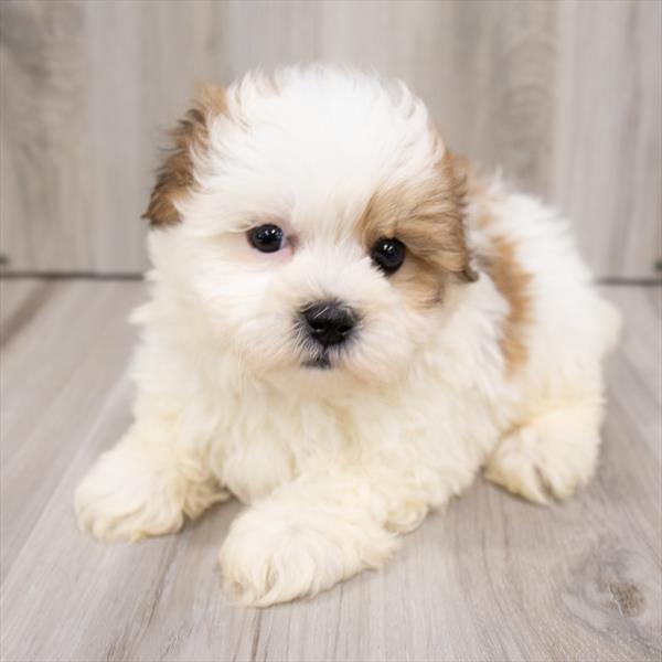 Teddy Bear-DOG-Male-Gold / White-7288-Petland Monroeville, PA