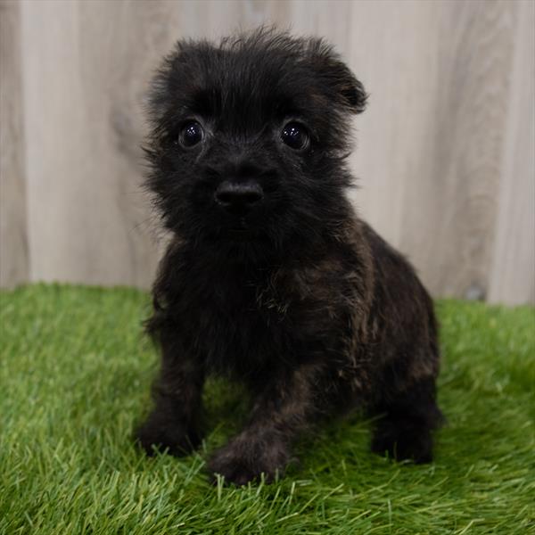 Cairn Terrier-DOG-Male-Wheaten-7289-Petland Monroeville, PA