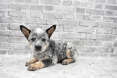 Australian Cattle Dog-DOG-Male-Blue Speckled-7300-Petland Monroeville, PA
