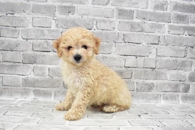 Bichon- Poo-DOG-Male-Cream-7301-Petland Monroeville, PA