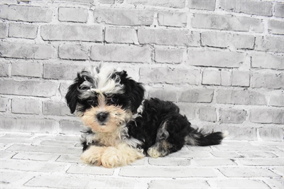 Coton De Tulear-DOG-Female-Black-7302-Petland Monroeville, PA
