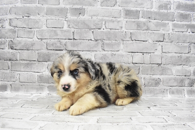 Miniature Australian Shepherd-DOG-Male-Blue Merle White and Tan-7303-Petland Monroeville, PA