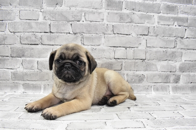 Pug-DOG-Male-Fawn-7304-Petland Monroeville, PA