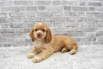Cocker Spaniel-DOG-Male-Buff-7305-Petland Monroeville, PA
