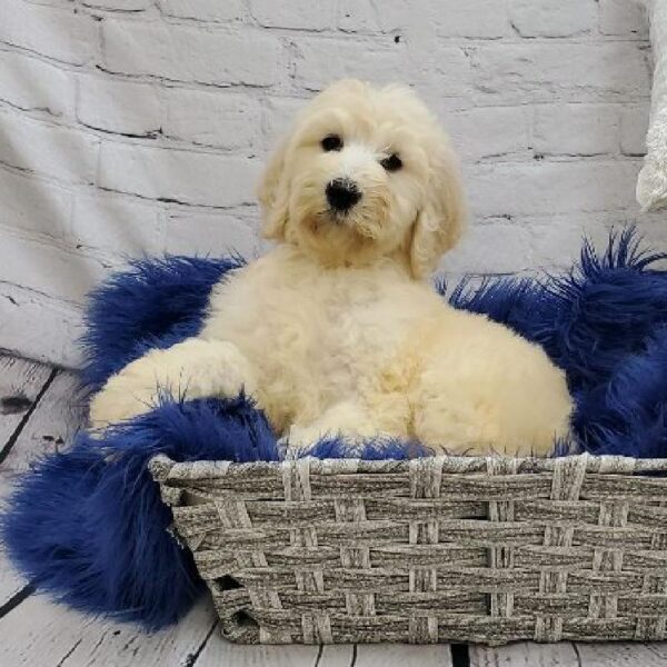 Mini Labradoodle-DOG-Female-Cream-7306-Petland Monroeville, PA