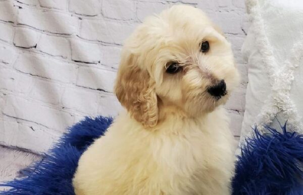 Mini Labradoodle-DOG-Male-Cream-7307-Petland Monroeville, PA
