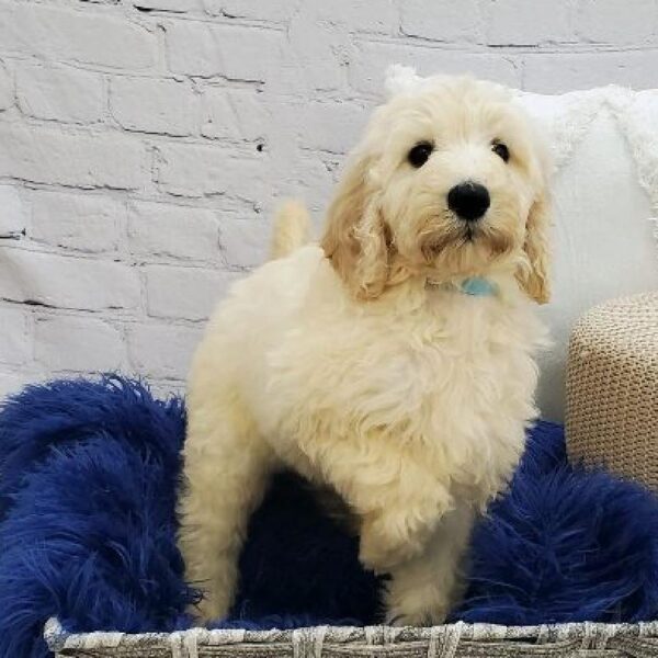 Mini Labradoodle-DOG-Male-Cream-7308-Petland Monroeville, PA