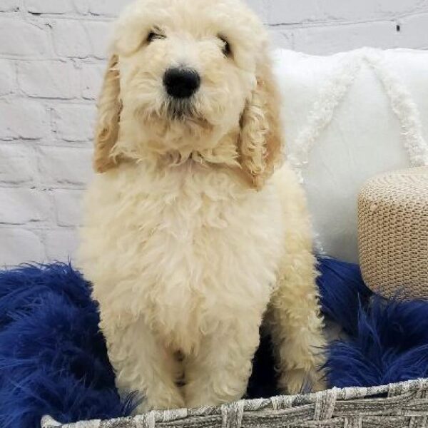 Mini Labradoodle-DOG-Male-Cream-7309-Petland Monroeville, PA
