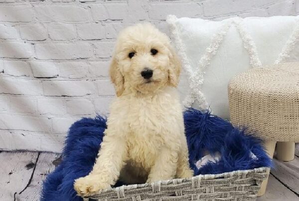 Mini Labradoodle-DOG-Male-Cream-7310-Petland Monroeville, PA