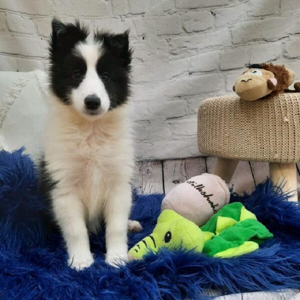 Sheltie-DOG-Female-Black and White-7324-Petland Monroeville, PA