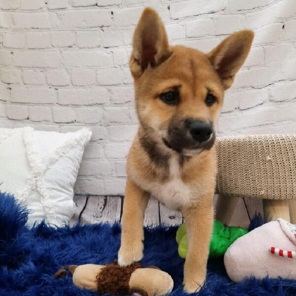 Shiba Inu-DOG-Male-Red Sesame-7322-Petland Monroeville, PA