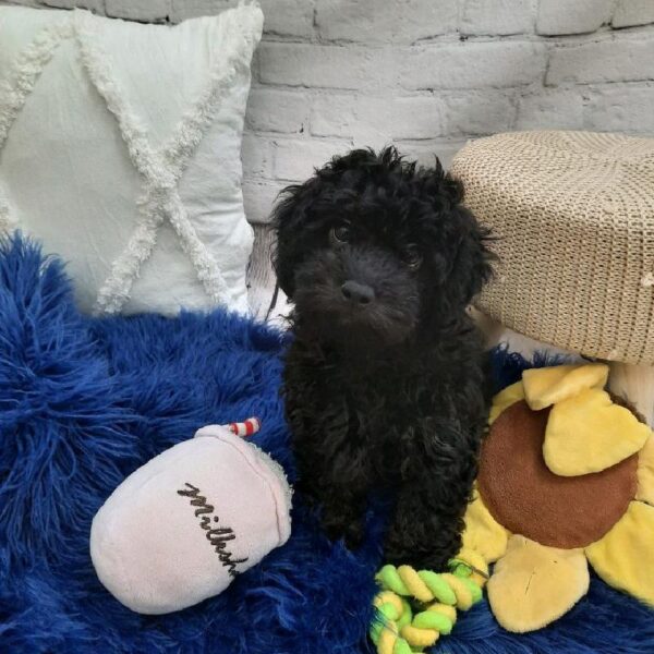 Lhasa-Poo-DOG-Female-Black-7321-Petland Monroeville, PA