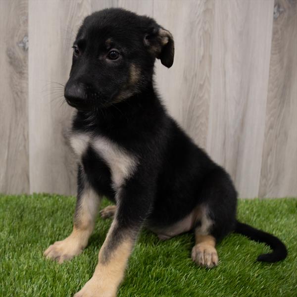 German Shepherd-DOG-Male-Black / Tan-7327-Petland Monroeville, PA