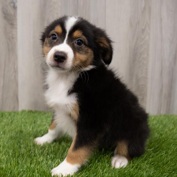 Miniature Australian Shepherd-DOG-Male-Black-7328-Petland Monroeville, PA