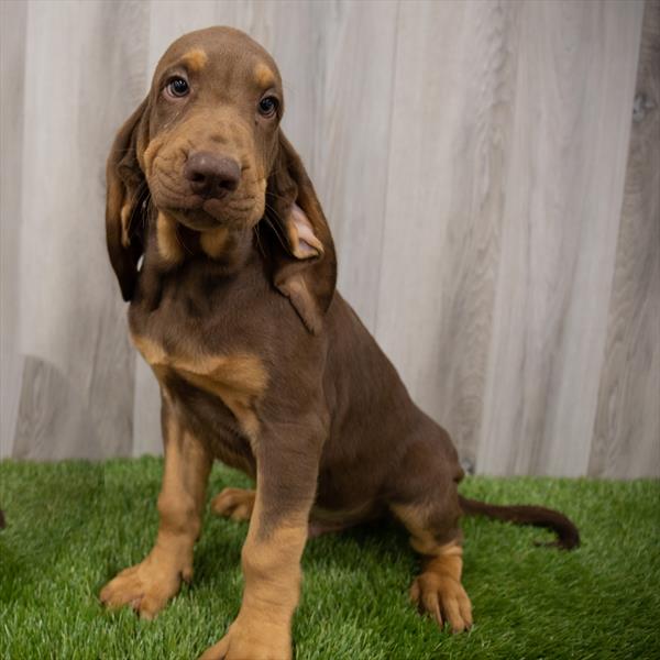 Bloodhound-DOG-Male-Liver / Tan-7329-Petland Monroeville, PA