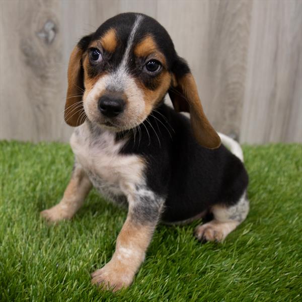 Beagle-DOG-Female-Black White / Tan-7330-Petland Monroeville, PA