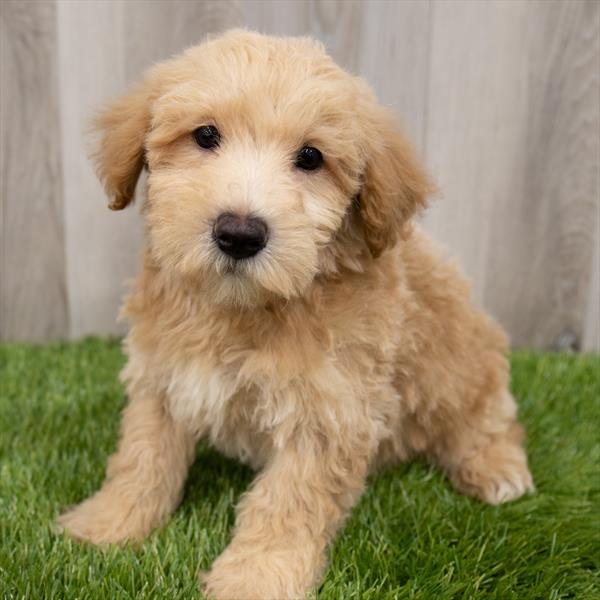 Mini Whoodle-DOG-Male-Apricot-7331-Petland Monroeville, PA