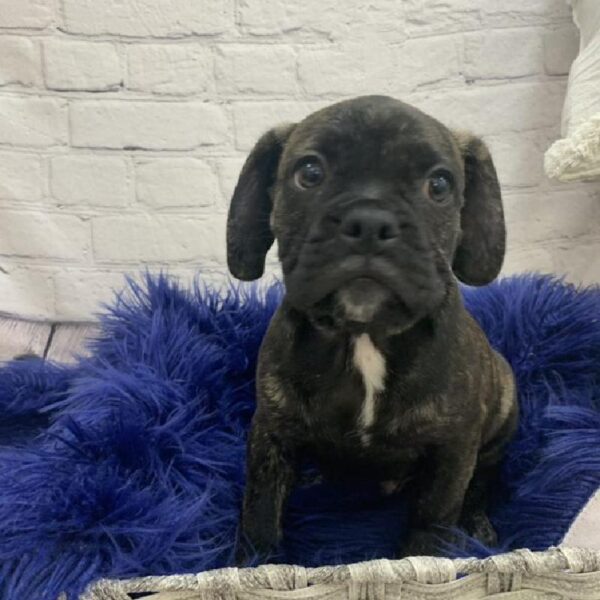 Boggle-DOG-Male-Brindle-7339-Petland Monroeville, PA