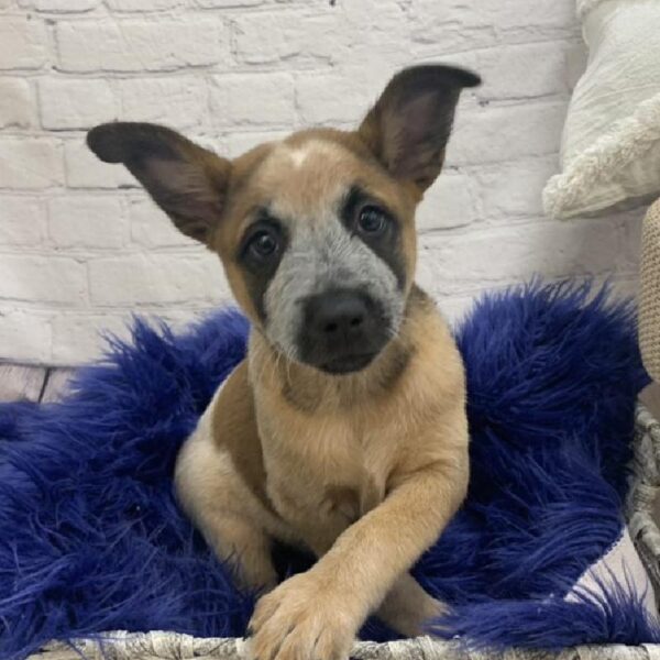 Australian Cattle Dog-DOG-Female-Red Mottled-7341-Petland Monroeville, PA