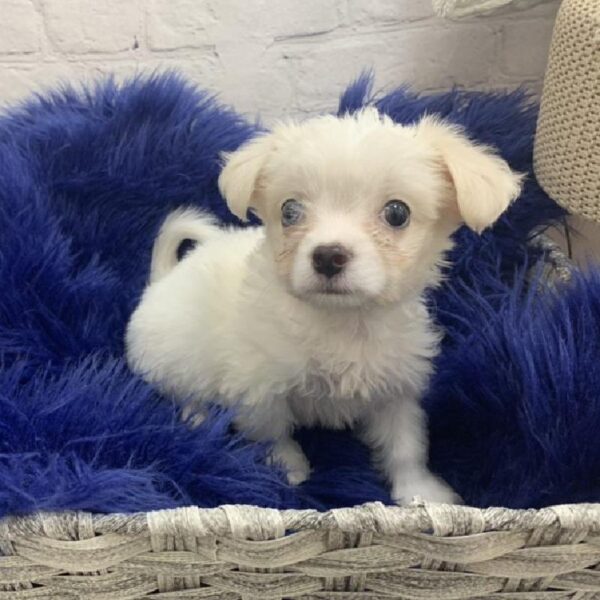Mal-Chi-DOG-Male-Apricot-7340-Petland Monroeville, PA