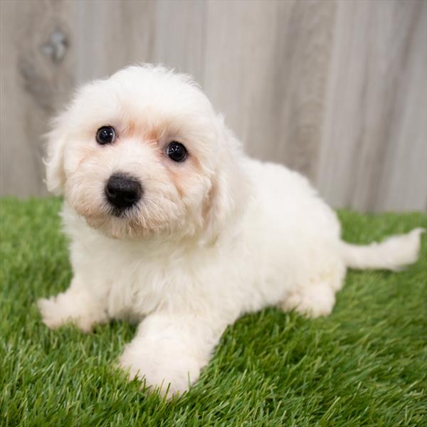 Bichon-DOG-Female-White-7342-Petland Monroeville, PA