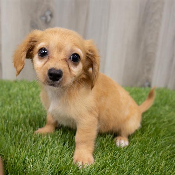 Chiweenie-DOG-Male-Red-7343-Petland Monroeville, PA