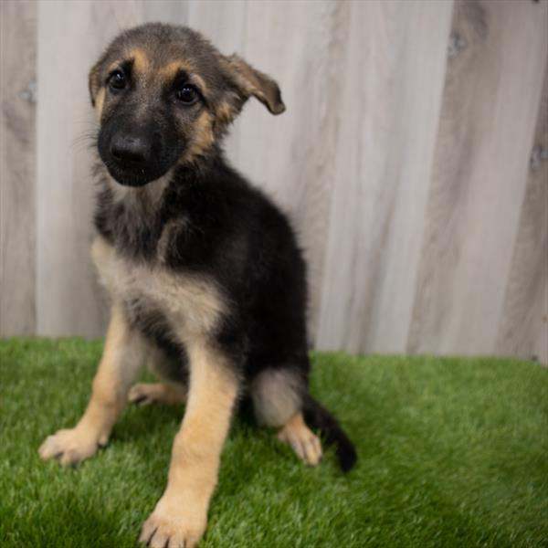 German Shepherd-DOG-Female-Black / Tan-7344-Petland Monroeville, PA
